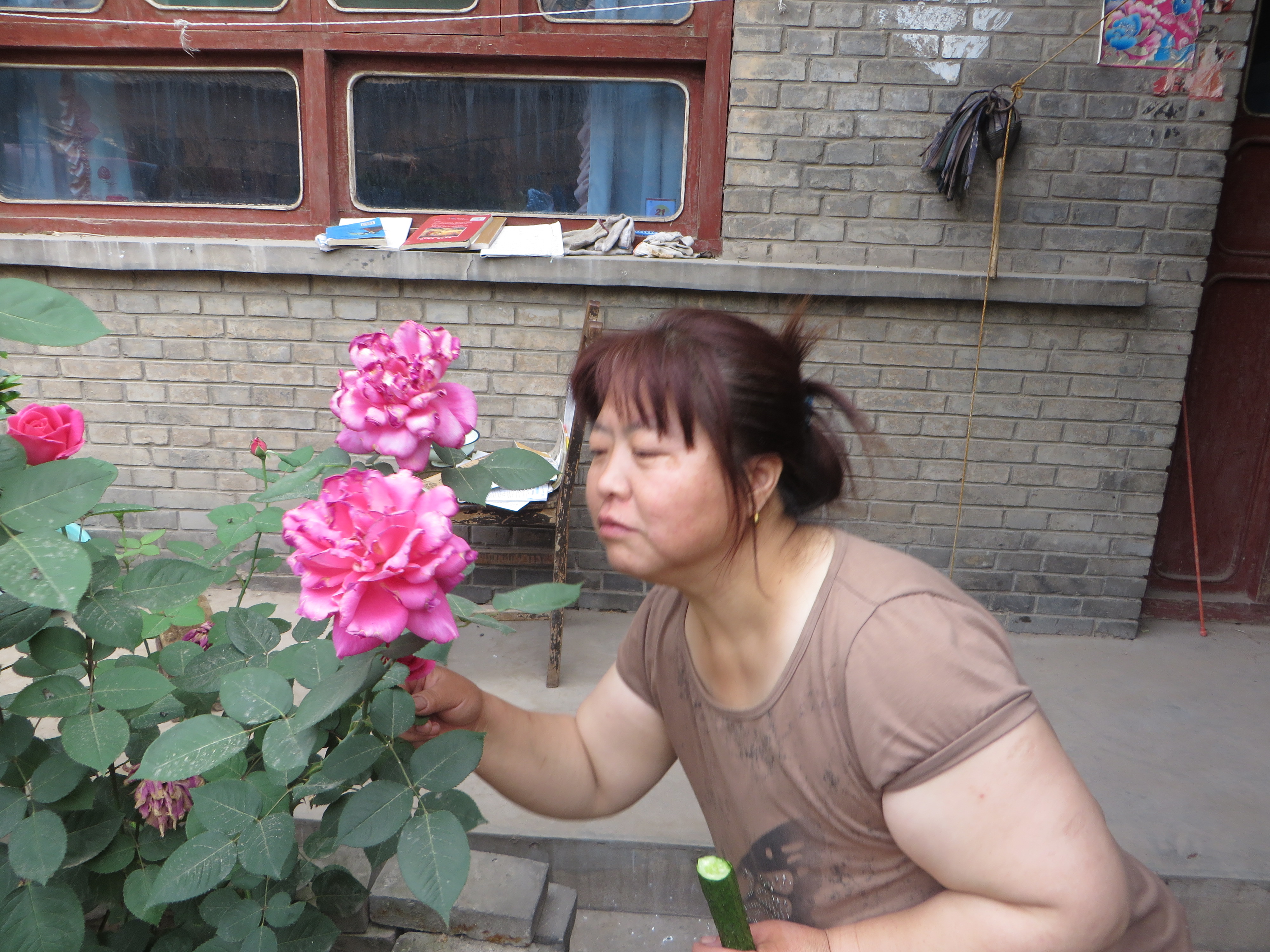 院子里的月季花